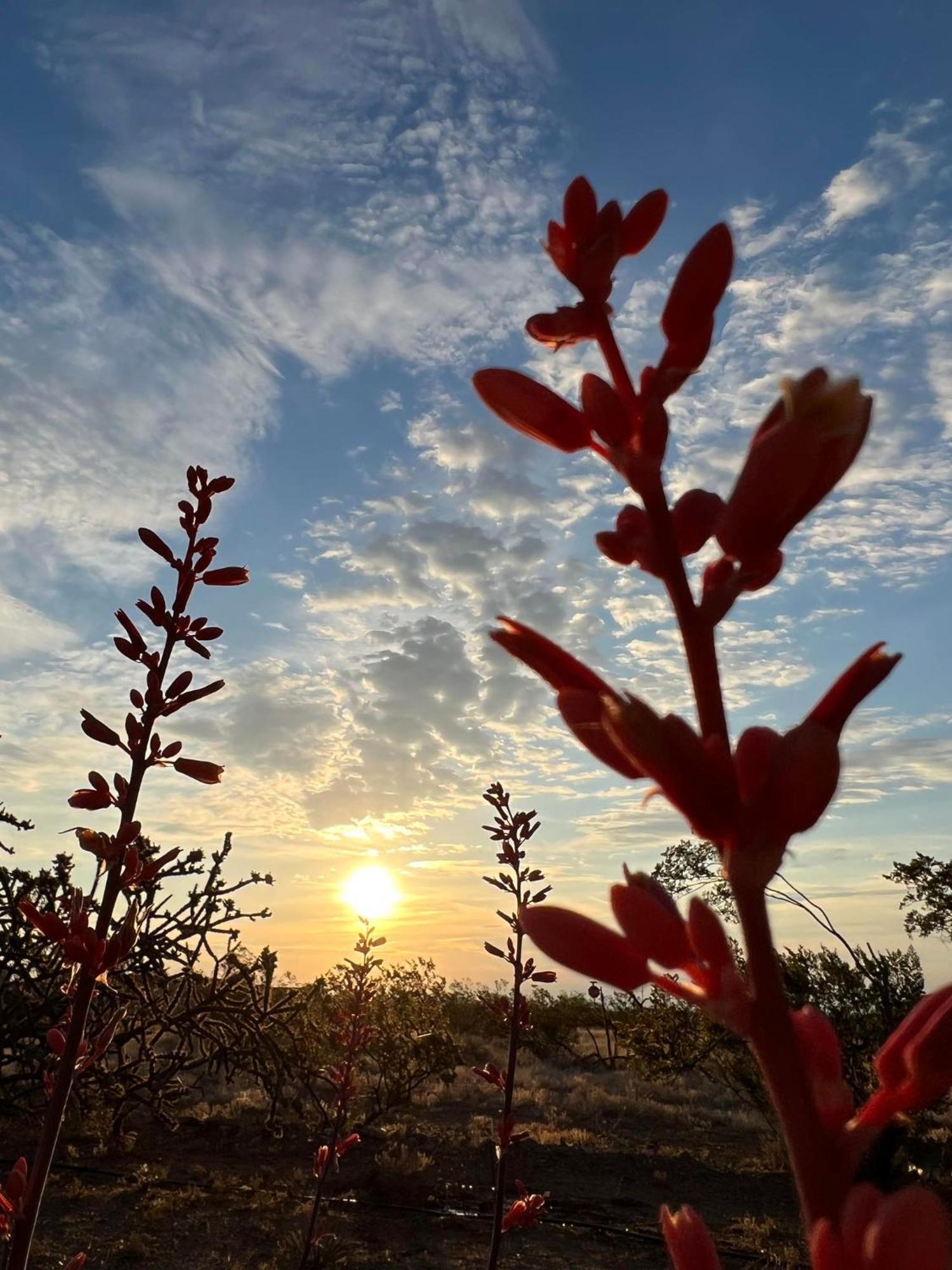 Hole In The Wall Getaway - Usa Mexico Border Bed And Breakfast Columbus المظهر الخارجي الصورة