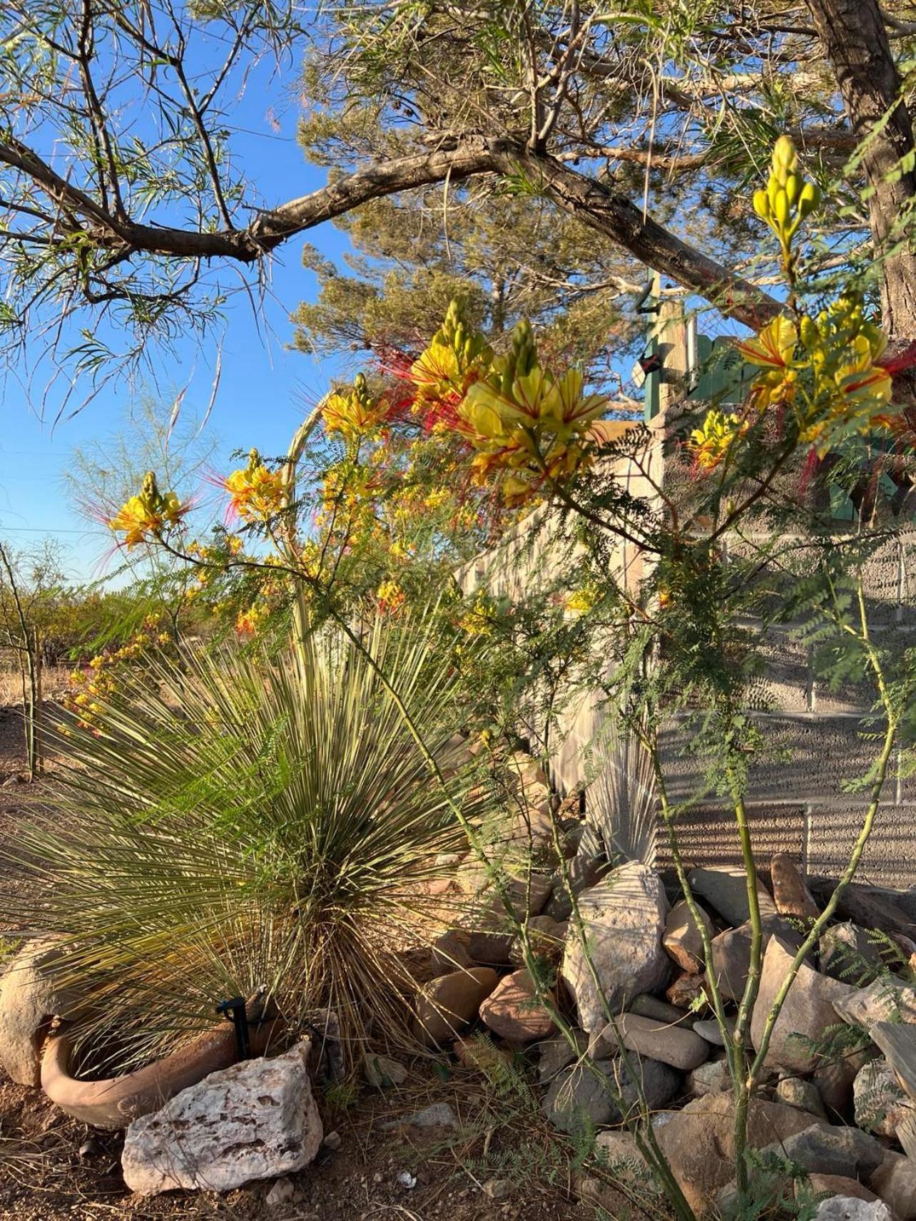 Hole In The Wall Getaway - Usa Mexico Border Bed And Breakfast Columbus المظهر الخارجي الصورة