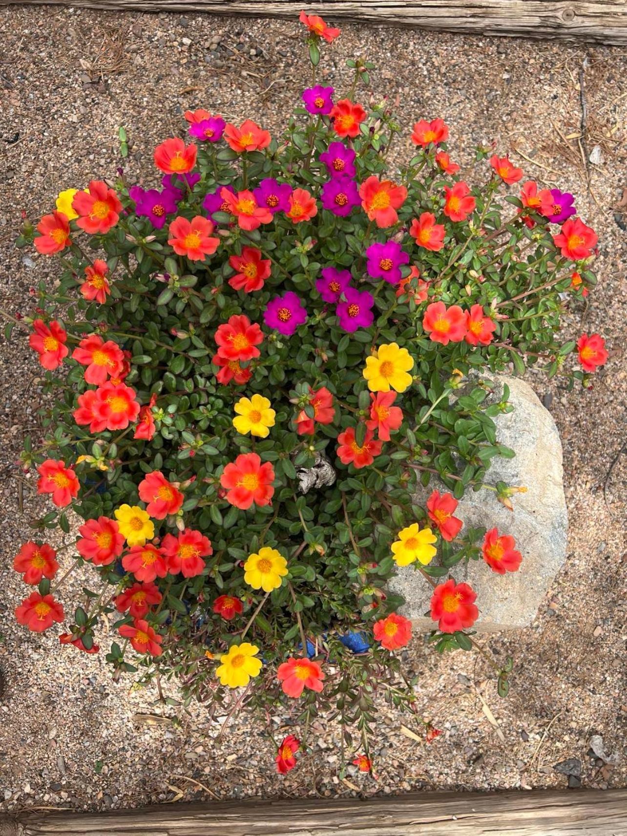 Hole In The Wall Getaway - Usa Mexico Border Bed And Breakfast Columbus المظهر الخارجي الصورة